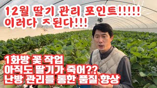 12월 딸기 관리 잘하셔야합니다!!! 잘못하면 ㅈ됩니다!!!! 설향 딸기 품질 향상!!!