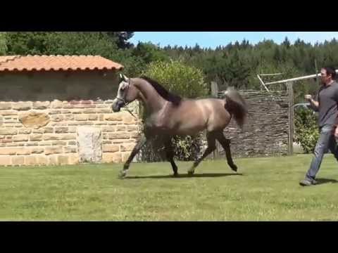 Hamadi Abadan Ahabb *2012