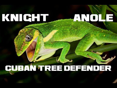 10 Knight Anole Facts - The Cuban Tree Defender - Animal a Day K Week