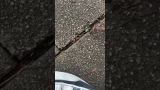 試験で頭がおかしくなった人の末路〜タイルの間にはまった幼虫を救う編〜