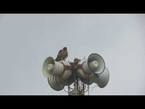 Unusual behavior of red-tailed hawk (Tsunami speakers hawks)