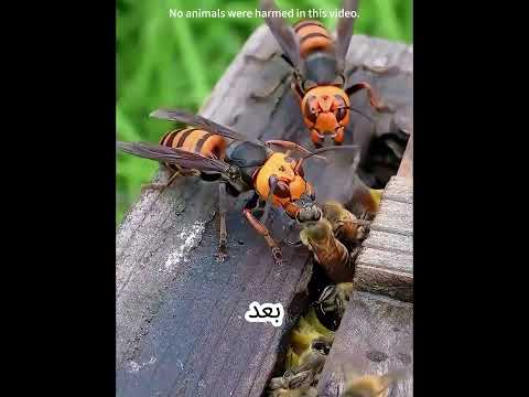Saved the queen from moths! Hornet invasion led to drone-tracking their mega nest!😭❤️#shorts