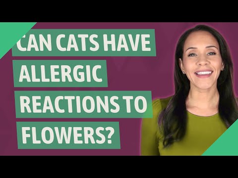 Can cats have allergic reactions to flowers?