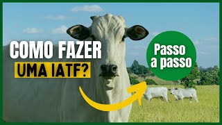 Como fazer IATF em bovinos — passo a passo completo