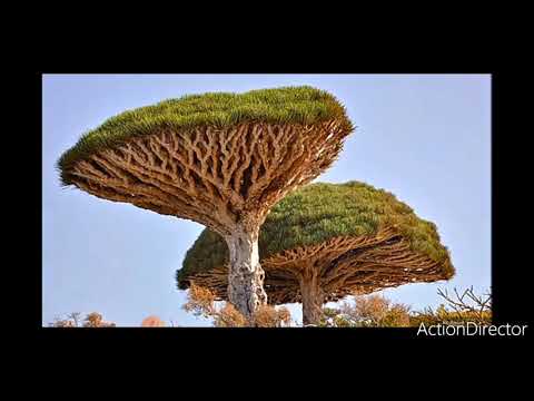 #pape john ft k-Dilak youn nn pibel mizik de lane