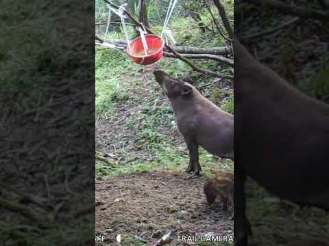 庭にイノシシを近づけないようにする方法は？彼らを傷つけることなく、彼らを撃退し、怖がらせるために機能する6つの解決策  庭園