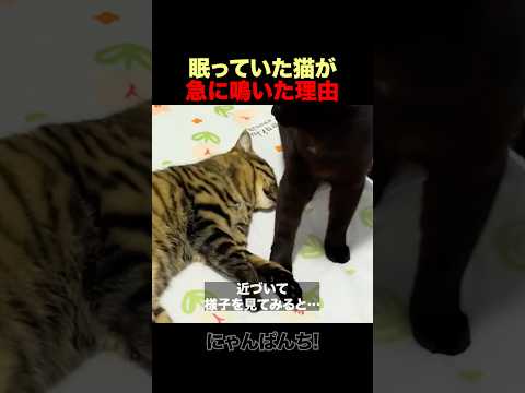 眠っていた猫が急に鳴いた理由