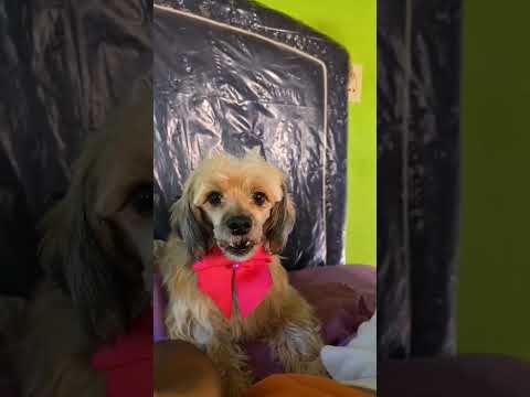 Se llama "Bonita" pero es la más bruja de todas. #cordillera #emboscada #love