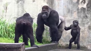 Baby Gorilla Annoying Giant Gorilla Male Watch What He Does ?