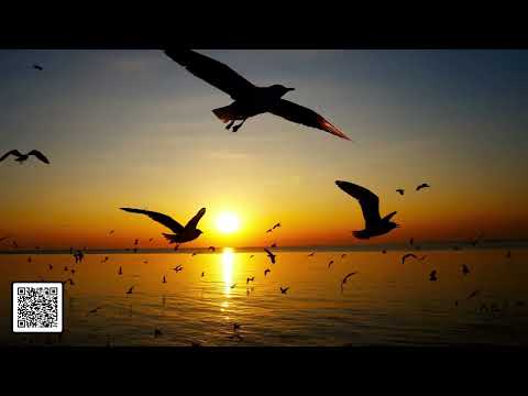 Sounds Ohne Grenzen vol 038