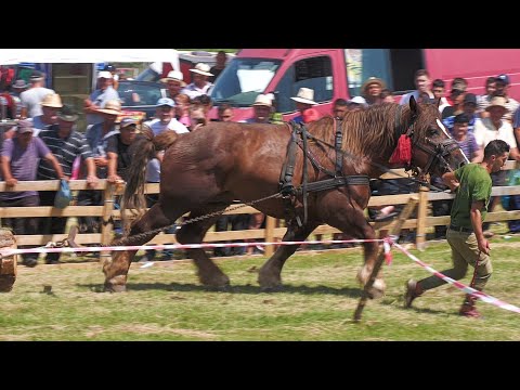 Draft horses 3rd place Sebi's stallion at Ceanu Mare - Cluj July 15, 2023