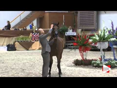 N 50 POTENTILLA   Prague Intercup 2015   Mares 4 6 years old Class 7