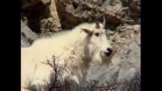 Mountain Goat Hunter ID