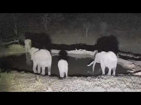 Djuma: Elephant herd come for a drink - 22:18 - 08/16/18