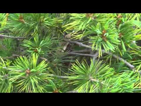 ハイマツ、ハイマツ 植物