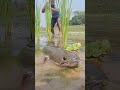 Fishing For LIFE In A Desi Village A Day Of Traditional Fishing In Rural Life LifeLens