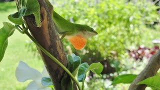 Texas Garden Wildlife