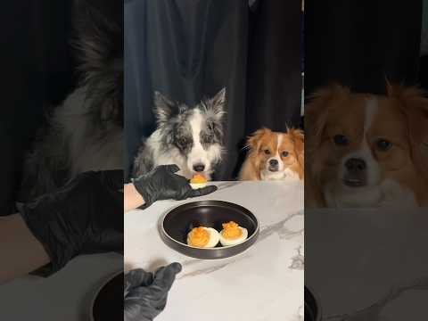 Dog eating Clarence’s egg ASMR/Mukbang🐶 #dogfood #asmr