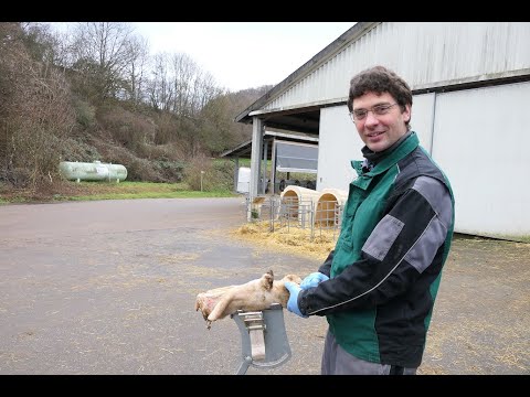 5-Punkte-Schema der funktionellen Klauenpflege