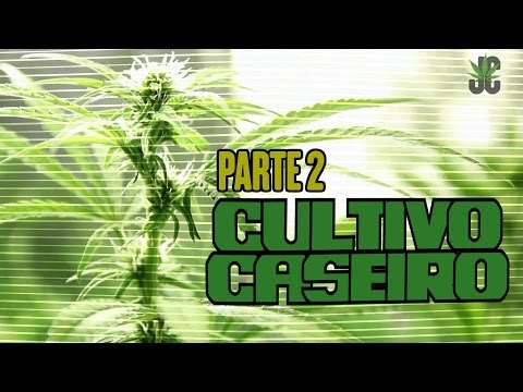 JORNAL CANÁBICO - CULTIVO CASEIRO PARTE 2 - 21.08.2013