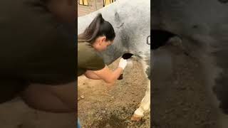Meating horse with girl#viralshortes #viralvideo#s