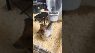 めっちゃ水飲むハムスター #ハムスター #ゴールデンハムスター #hamsters #goldenhamster #ペット #pets #癒し