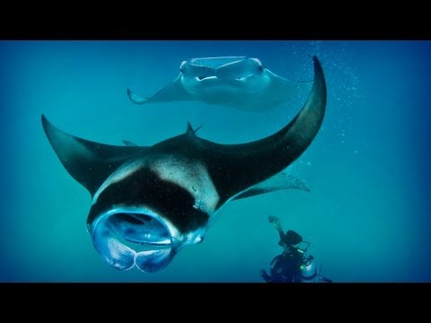 Maldives: diving paradise