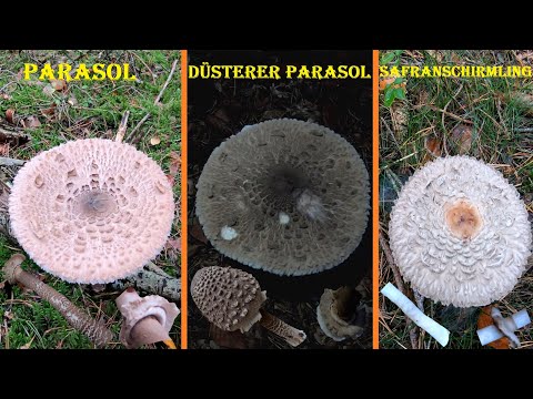 The Parasol Mushroom - Find, recognize, and identify the Parasol and differentiate it from the Re...