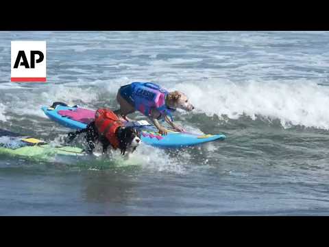 Video Thumbnail: Top dogs ride waves at annual World Dog Surfing Championships