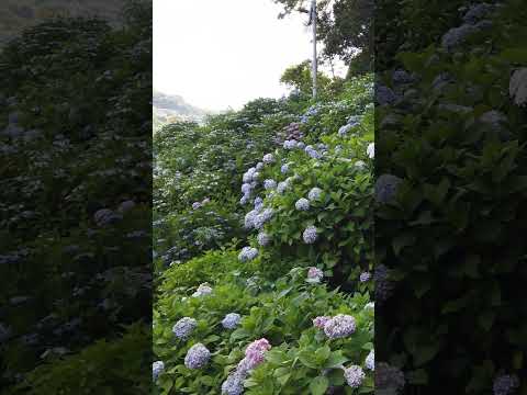 夏の間ずっとたくさんの花を咲かせるために、やってはいけないアジサイの手入れの7つの間違い  庭園