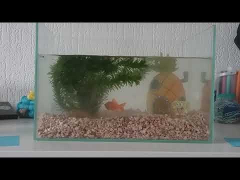 2 goudvissen gekocht!🐟