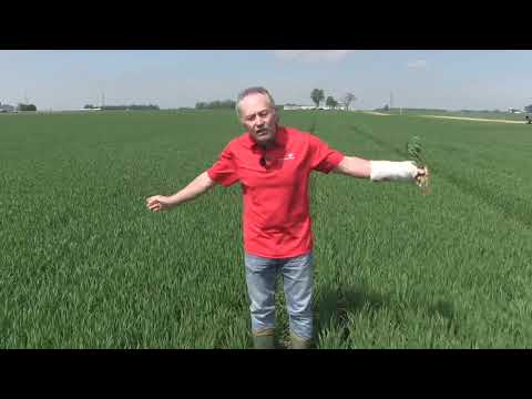 Broadcast seeding wheat in wet soil conditions
