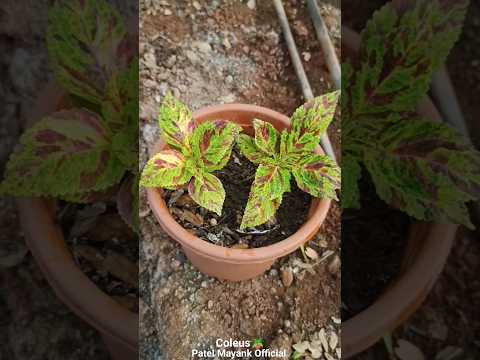 , title : 'My Coleus Collection With Care Tips || How To Grow Coleus Plant #shorts #viral'