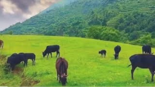 Download lagu old song Ea Ni Lai Lai Gai Charanaima Ea Ni Lai Lai Gai Charanai Ma Govinda Imsang & Danny Subba Folk Song. mp3