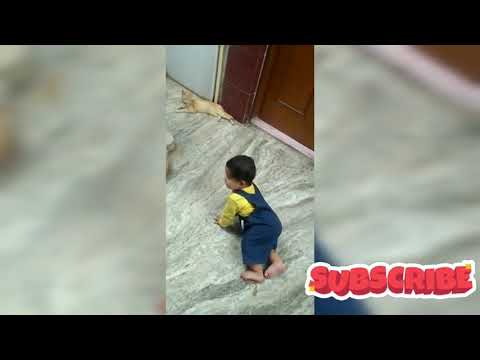 Little avni playing with cats