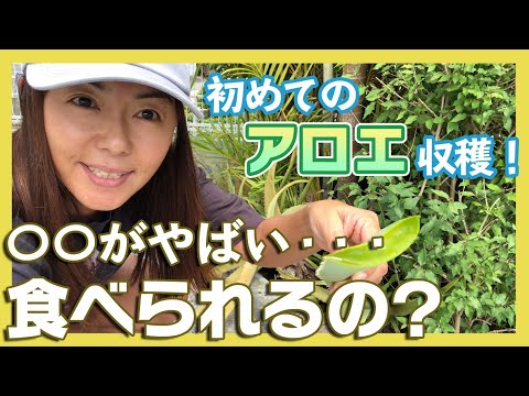 園芸 アロエベラジェルを収穫する