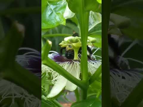 "Mis Sueños" Humberto 1° Santa Fe Argentina 