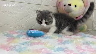 スコティッシュフォールドの動画01