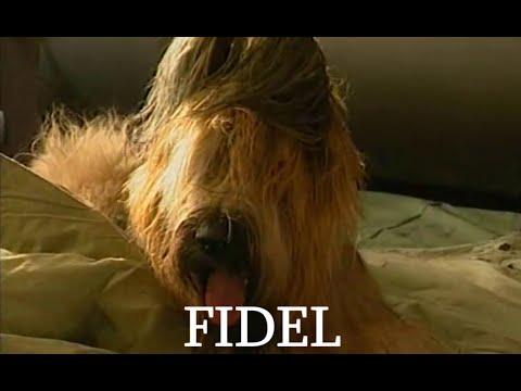 Psie serce - Fidel ODC 11