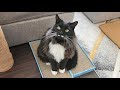 Distinguished Tuxedo Cat Waits Patiently With Perfect Manners