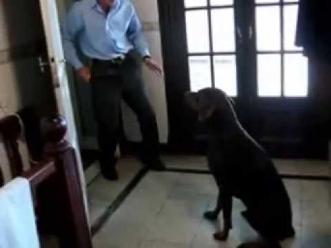 The fastest dog alive