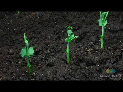 Moving Time Lapse Of Peas Growing