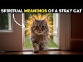 Why Stray Cats Visits Your House The Hidden Spiritual Messages