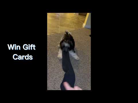 CelebPups