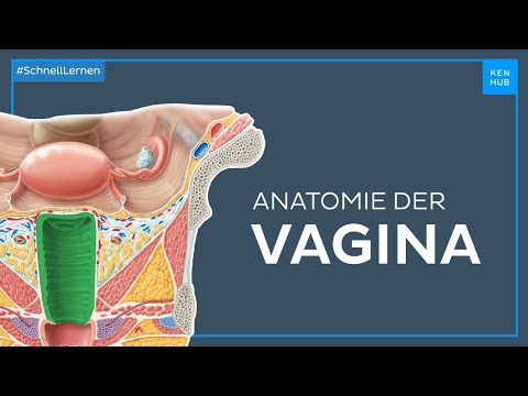 Anatomie der Vagina - Anatomie einfach erklärt | Kenhub