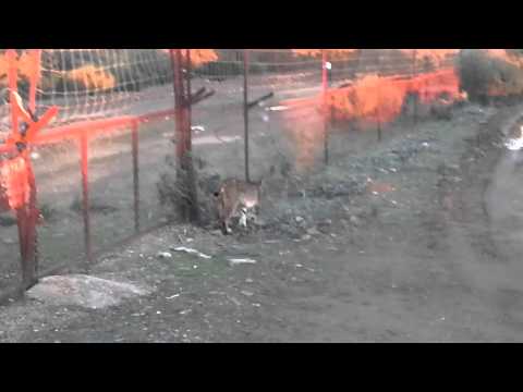 Lince en Navarredonda