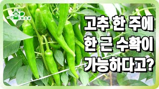 고추나무 한 그루에서 한 근 수확을?!ㅣ하우스 vs 노지 ㅣ전문가 컨설팅이 중요한 이유