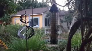 Attract Birds to Your Garden for Ecology and Fun