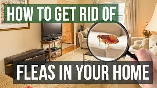 How to Get Rid of Fleas in Your Home (3 Easy Steps)