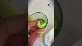 Download lagu Kenapa Tanaman Putri Malu 🌿 Menutup Ketika Disentuh 🤯 mp3